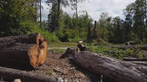 How Our Tree Care Process Works  in  Las Vegas, NM
