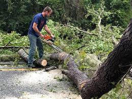 Best Utility Line Clearance  in Las Vegas, NM