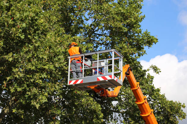 Best Arborist Consultation Services  in Las Vegas, NM