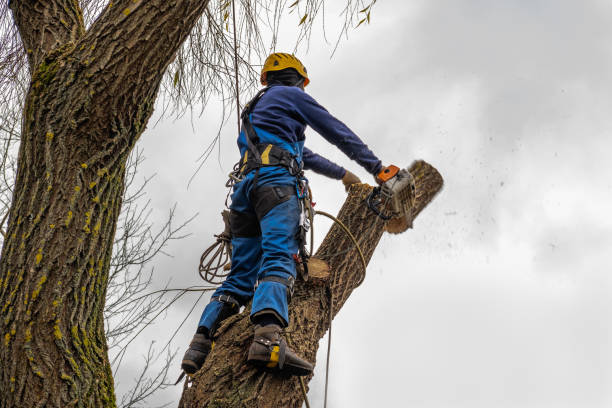 Best Root Management and Removal  in Las Vegas, NM