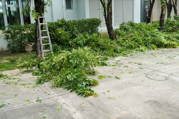 Best Tree Disease Treatment  in Las Vegas, NM