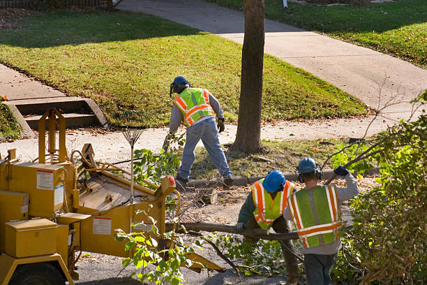 Best Lawn Drainage Solutions  in Las Vegas, NM