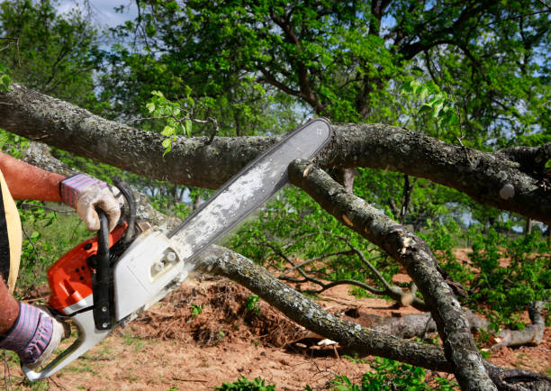 Best Tree Preservation Services  in Las Vegas, NM