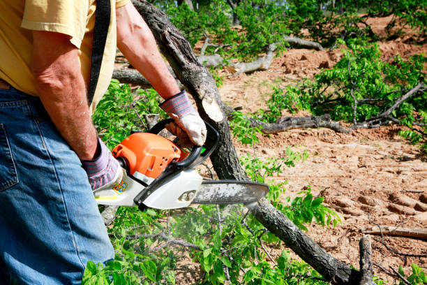 Best Lawn Irrigation Installation and Maintenance  in Las Vegas, NM