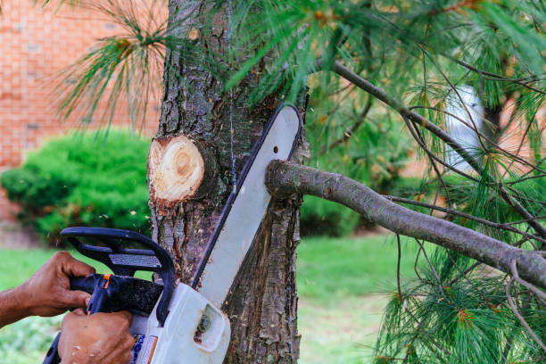 Best Fruit Tree Pruning  in Las Vegas, NM
